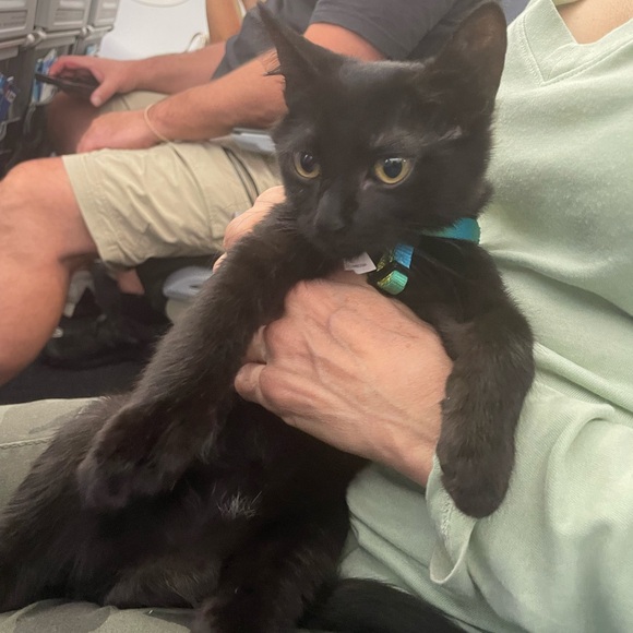 Meet your Posher, Ariadne - Picture 2 of 2